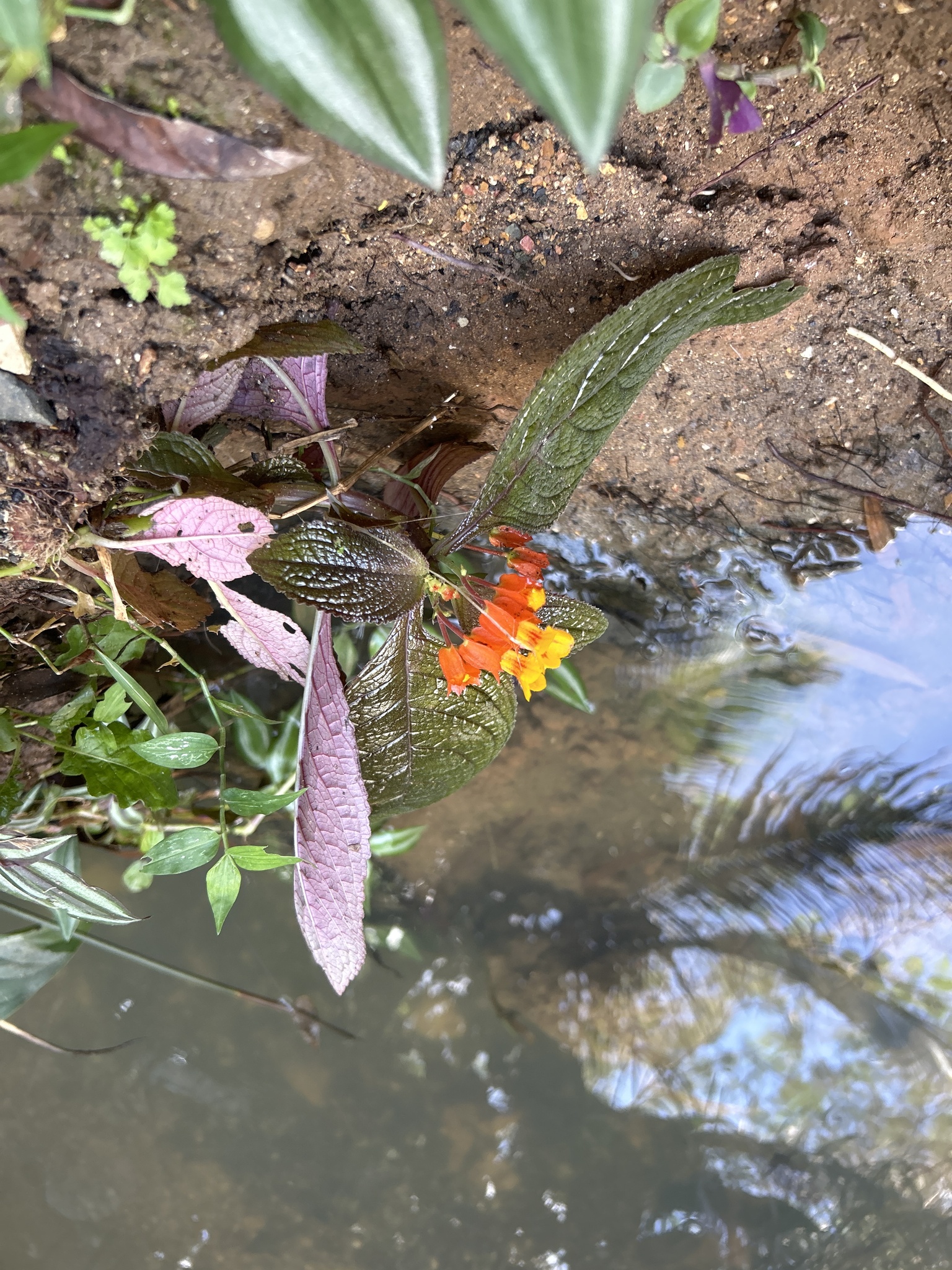 Imagem de Canário-vegetal