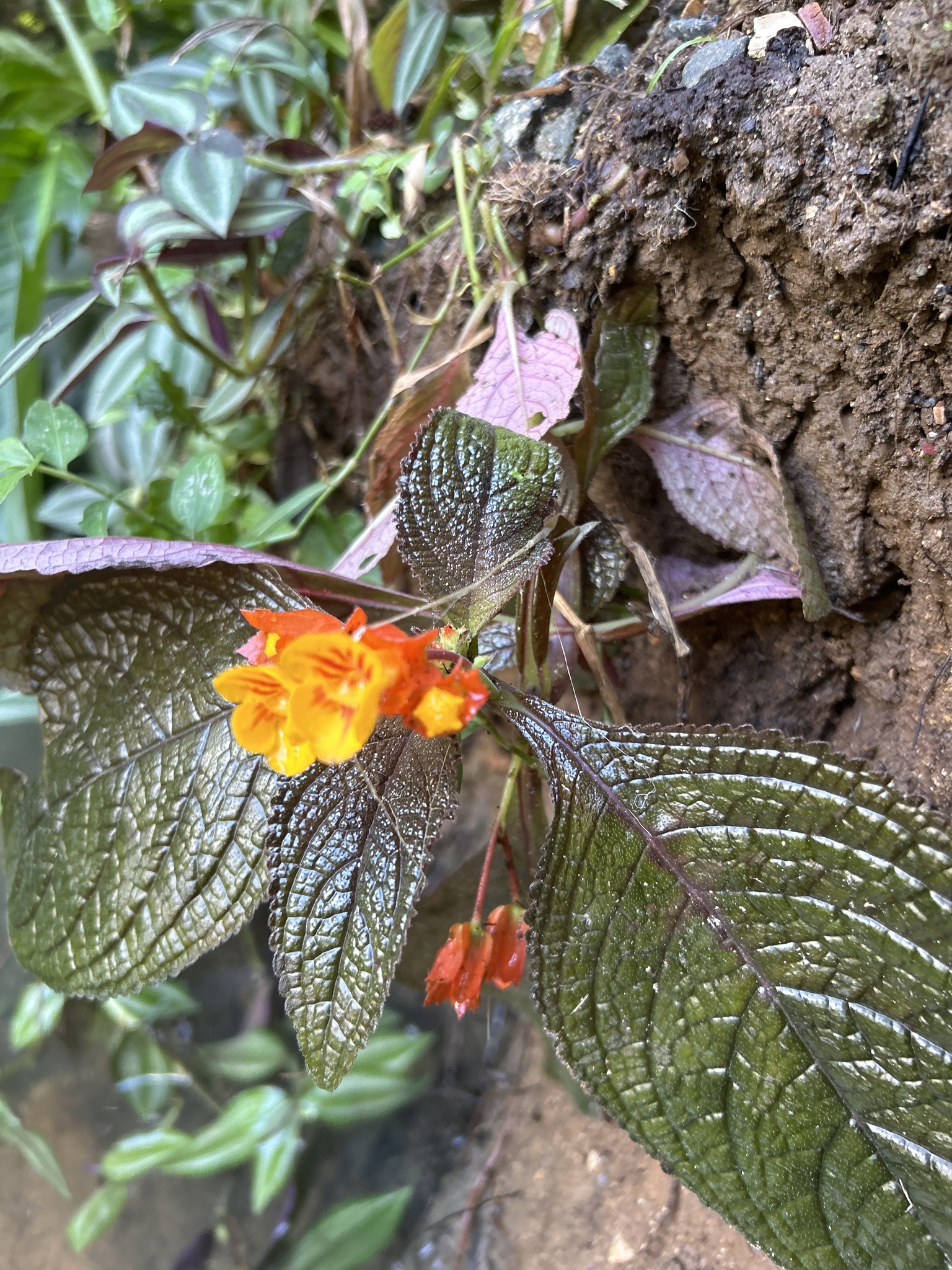 Imagem de Canário-vegetal