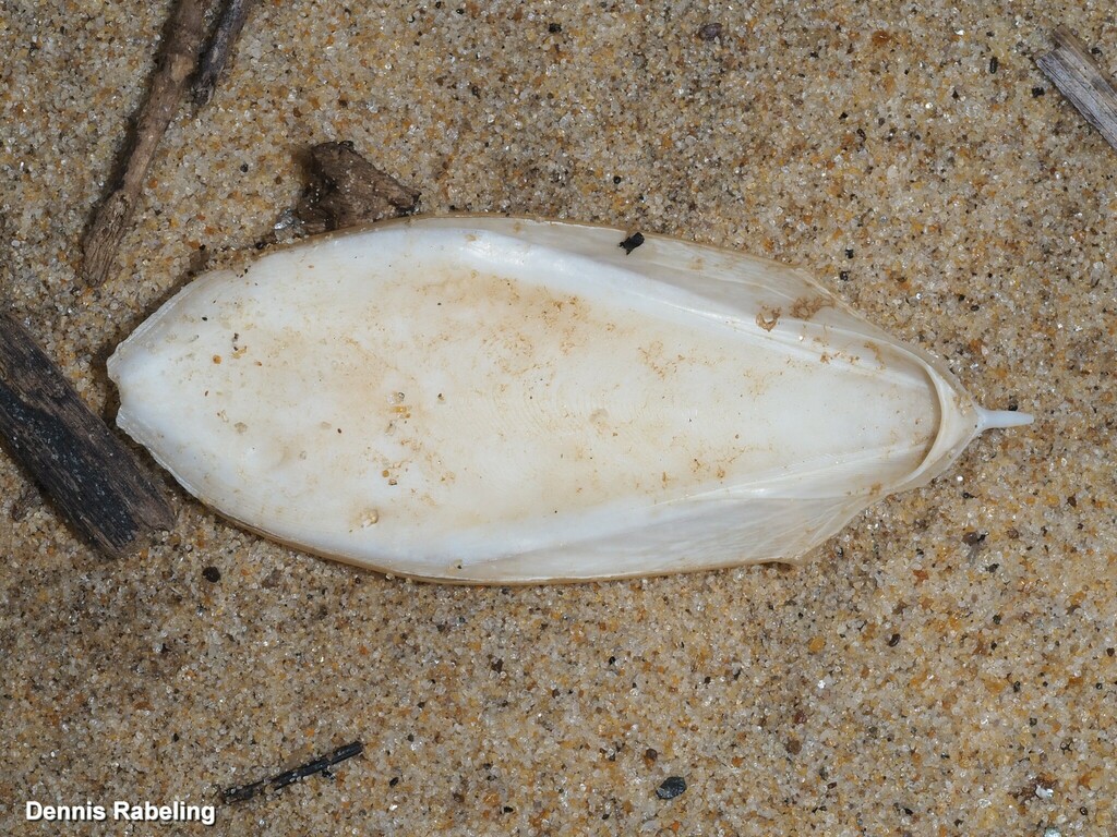 Starry Cuttlefish