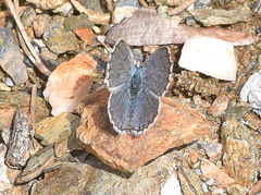 Pseudophilotes vicrama