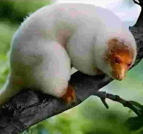 Spilocuscus maculatus