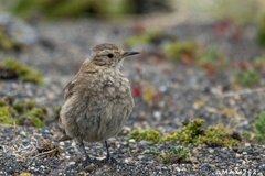 Short-Billed Miner photo 4