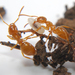 Shaded Fuzzy Ant - Photo (c) Joshua Doby, some rights reserved (CC BY-NC), uploaded by Joshua Doby