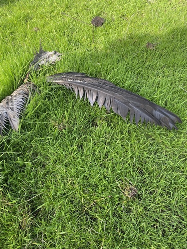 iNaturalist observation photo of Birds