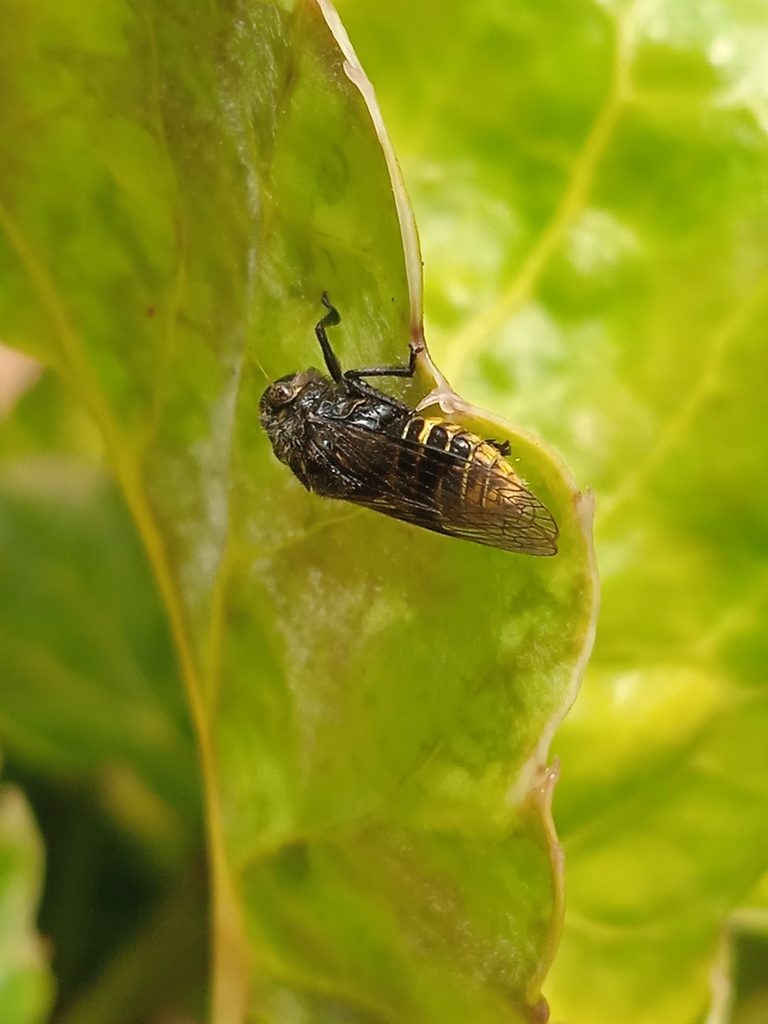 Tesusa Insect Teletusa limpida from San Cristóbal, Táchira, VE on February 8, 2024 at ...