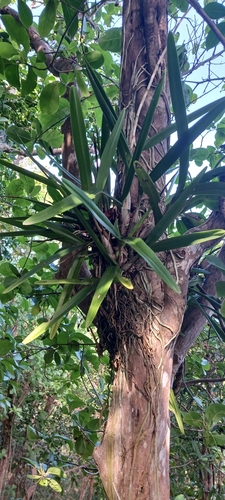 Image of Psychilis macconnelliae by no rights reserved