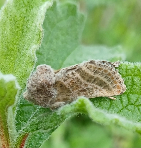 Metalopha gloriosa