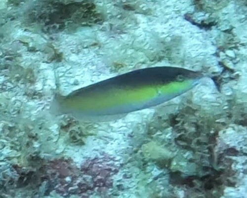 Yellowhead Wrasse