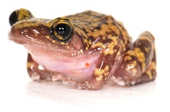 Eleutherodactylus marnockii