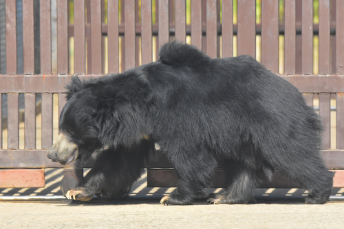 Indian Sloth Bear