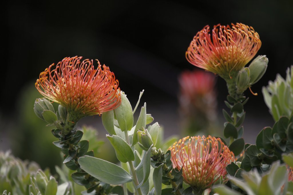 Leucospermum cordifolium