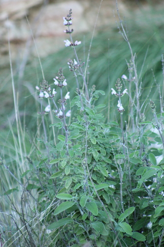 Image of Salvia fruticosa by (c) yelena_antipova, some rights reserved (CC BY)