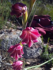 Gladiolus guthriei