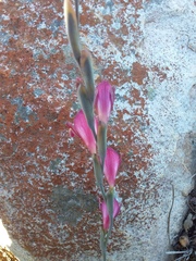 Gladiolus guthriei