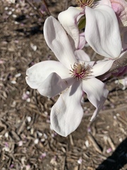 Magnolia