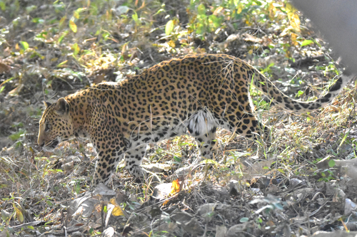 Indian Leopard