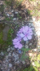 Phlox divaricata laphamii