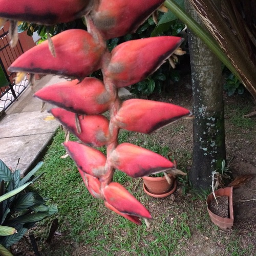 Heliconia curtispatha