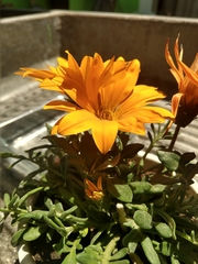 Asteraceae