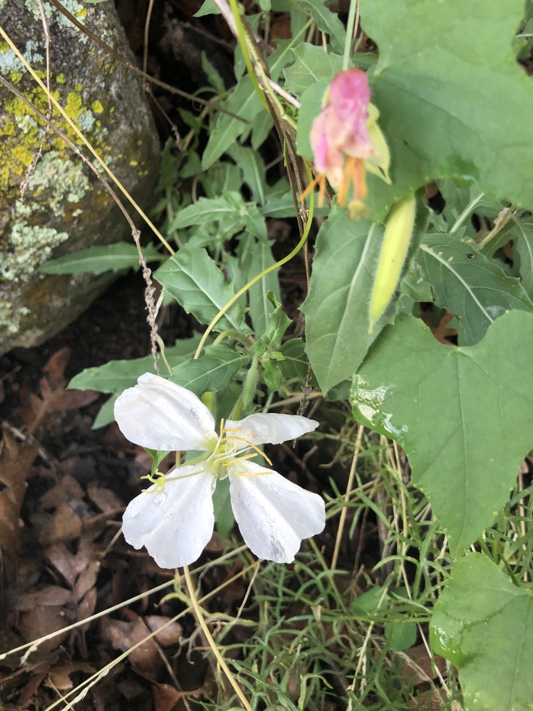 New Mexico Evening Primrose