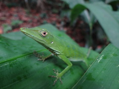Anolis maia