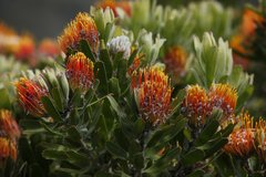 Leucospermum × hybridum