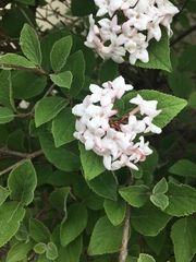 Viburnum carlesii