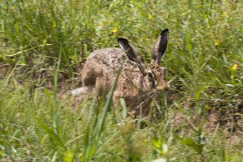 ヤブノウサギ