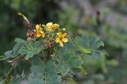 Senna surattensis