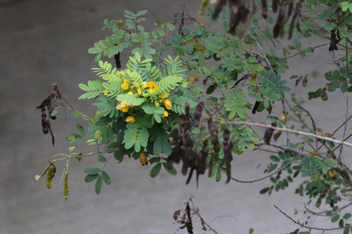 Senna surattensis