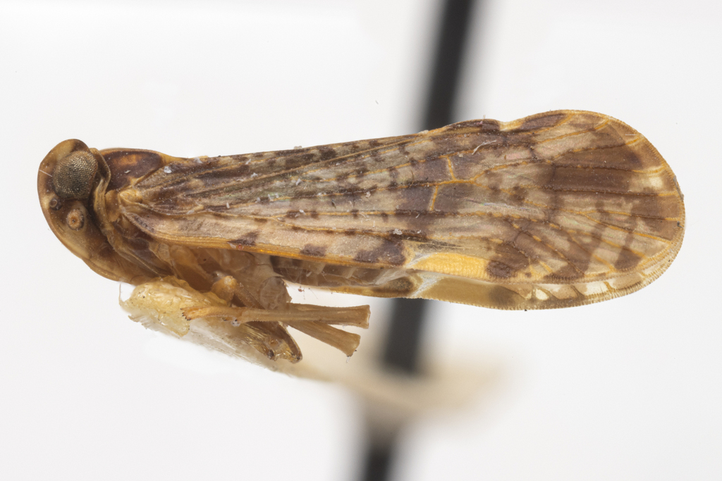 Pintalia nemaculata