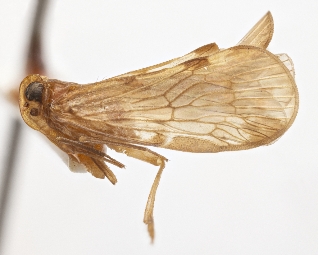 Pintalia insularis