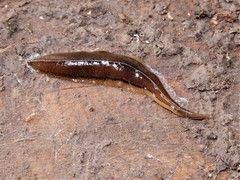 Australopacifica