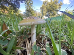 Amanita agglutinata image