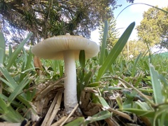 Amanita agglutinata image