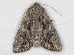 Anarta fusculenta