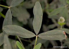 Trifolium alexandrinum