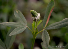 Trifolium alexandrinum