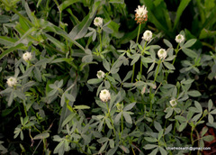 Trifolium alexandrinum