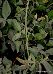 Trifolium alexandrinum