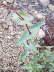 Penstemon clevelandii
