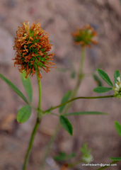 Trifolium alexandrinum