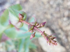 Penstemon clevelandii