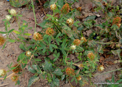 Trifolium alexandrinum