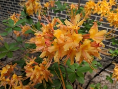 Rhododendron calendulaceum