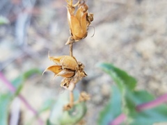 Penstemon clevelandii