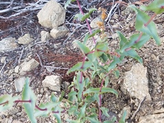 Penstemon clevelandii