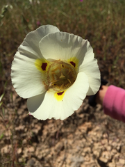 Calochortus superbus