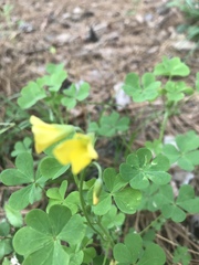 Oxalis texana