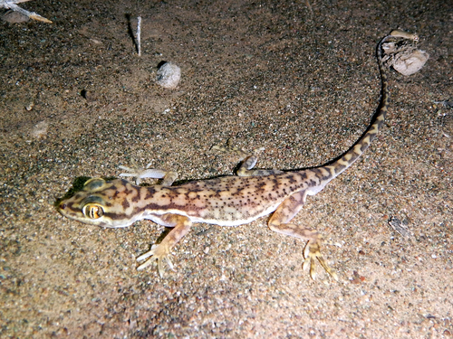 Northern Fringe-toed Gecko